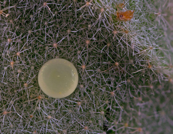 Goatweed Leafwing egg